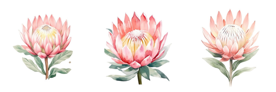 Protea watercolor art print inspired by nature perfect for room decor