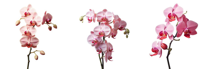 Orchid of a pink color