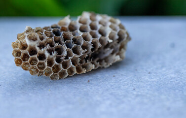 Honeycomb Worlds - A glimpse into the interior of a wasps nest