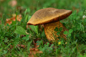 mushroom on green grass in summer forest in europe 1