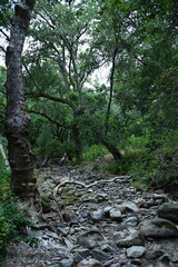 stream in the forest