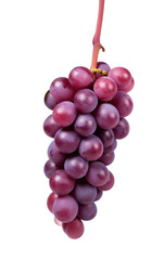 blue grapes bunch isolated on white background. Generative AI