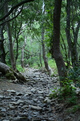 stream in the forest