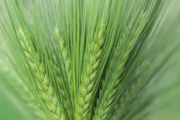 Fototapeta premium Green ears of cereal. Closeup of ear of wheat. Unripe cereal plants as fresh green background. Macro close up of young ears of young green wheat. Cover page greenery environment ecology wallpaper