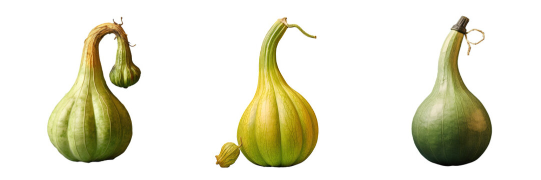 Calabash gourd vegetable in Nepal