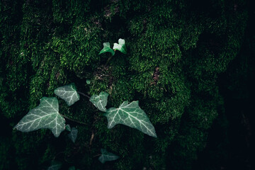 A close up of moss and Ivy leaves on an old tree bark