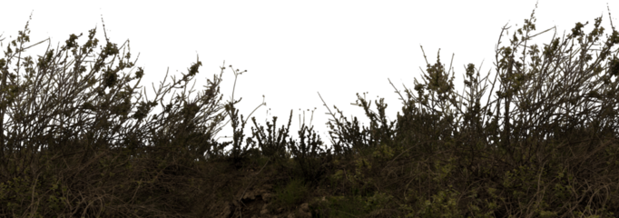 Grass and weedy in the wind isolated frame on white background 