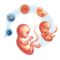 Human Prenatal Growth Embryo Development Stages and Embryology or Embryogenesis as a sperm and egg  and blastocyst to a fetus as pregnancy or Fertility concept  - obrazy, fototapety, plakaty