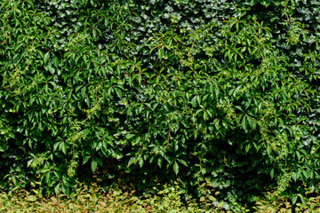Hedera helix, the common ivy and Parthenocissus tricuspidata. clambering plant - obrazy, fototapety, plakaty