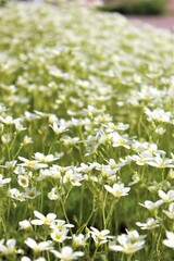 Fototapeta premium Beautiful summer flowers that are colorful.