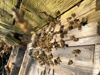 Bienen am Flugloch