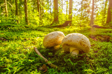 Beautiful nature scene of a white mushrooms in a lush green forest with nice autumn season sun shine light. Edible agaricus bisporus button mushroom in a moss woods. A common food product 