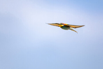 European bee-eater (Merops apiaster) in flight