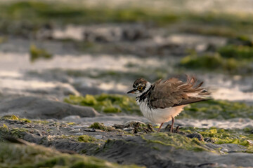 Little ringed plover (Charadrius dubius) in its natural habitat