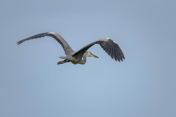 Obraz premium A flying Grey heron (ardea cinerea) with open wings