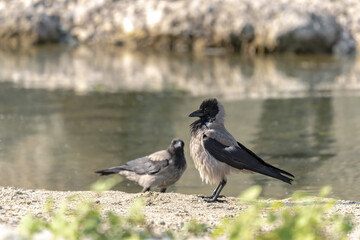 A gray crow, Corvus corone cornix, stands by the water