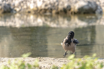A gray crow, Corvus corone cornix, stands by the water