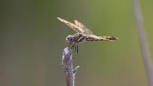 Dragonfly taking off and landing on a stick 