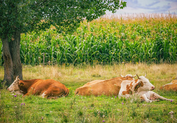 cows in the meadow