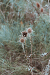 Macro photo of dried thistle. Nature background