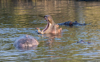 Hippo yawning