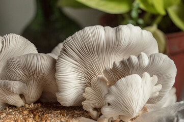 mushrooms  macro