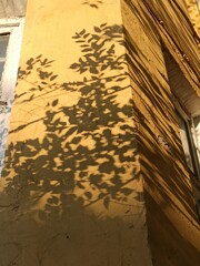yellow wall of a building with a shadow from a tree