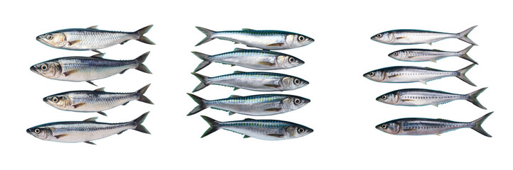 Fototapeta premium Mackerel fish isolated on transparent background