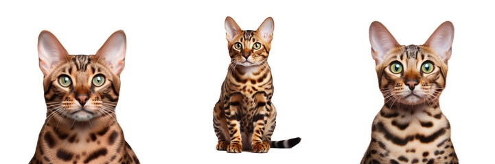 Domesticated Bengal cats with brown spots