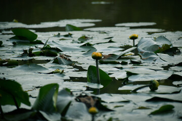 Nénuphar à fleurs jaunes sur un étang