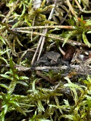 frog in the pond