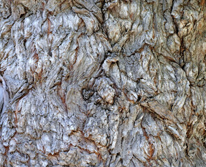 Rough texture of gnarly willow tree that has lost its bark