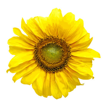 Sunflower flower image. Cute bright sunflower on white background.