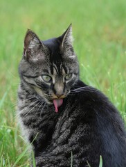 striped teiny cat washes in the grass