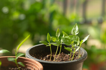 Healthy organic Thai chili seedlings in a pot, isolated, green bokeh garden background