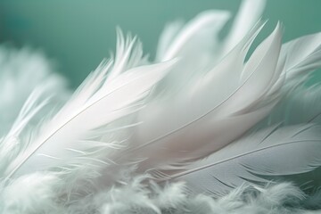 White Feathers on Green Background