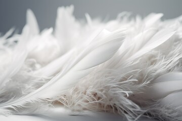 White Feathers on Grey Background