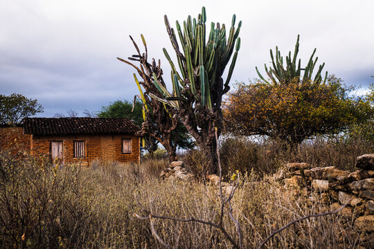 Casa antiga no fundo de pasto