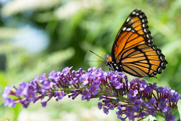 profile view of a Viceroy butterfly (Limenitis archippus) on a purple Buddleja davidii flower