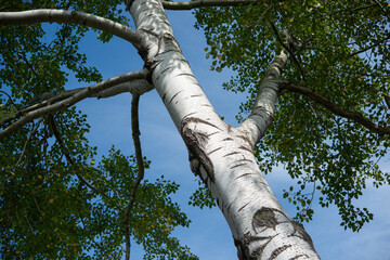 look up at a white bark poplar tree with branches - late summer afternoon with blue sky