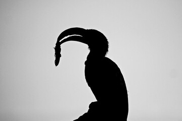 Hornbill silhouette © Carl