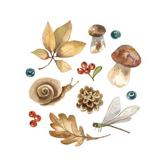 Watercolor forest set with mushrooms. Blueberries, lingonberries, fir cone, leaves, snail, grass, dragonfly, autumn leaf, cranberry. Hand painted on white background.