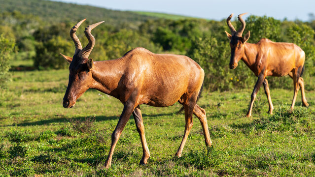 Red Hartebeest, Addo Elephant National Park, South Africa