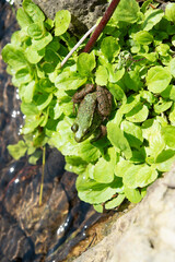 Green Frog (Lithobates clamitans) sunning on some green leaves near a flowing stream