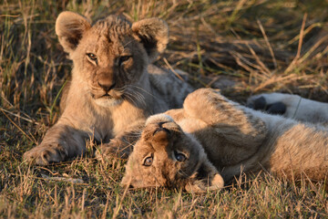 Two Lion Cubs