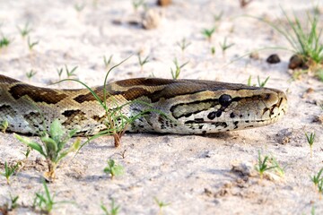 Profile of a python in the Kalahari, Botswana