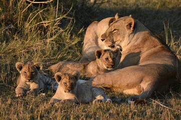 Lioness and Cubs