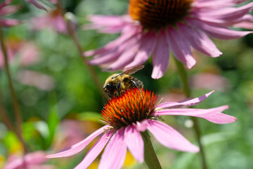 close-up of a large bee walking over the spines or bracts of a pink coneflower collecting nectar in summer