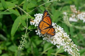 Viceroy butterfly (Limenitis archippus) with wing damage likely from a predator (not fooled by its Batesian mimicry) on a white Buddleja davidii flower