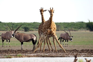 Two giraffes drinking cautiously in the Kalahari, Botswana